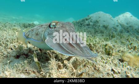 Seppia faraonis. Molluschi, tipo di molluschi. Molluschi testa-piede. Squadra di seppie. Seppie faraone. Foto Stock