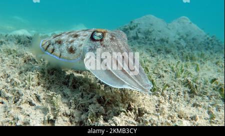 Seppia faraonis. Molluschi, tipo di molluschi. Molluschi testa-piede. Squadra di seppie. Seppie faraone. Foto Stock