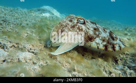 Seppia faraonis. Molluschi, tipo di molluschi. Molluschi testa-piede. Squadra di seppie. Seppie faraone. Foto Stock