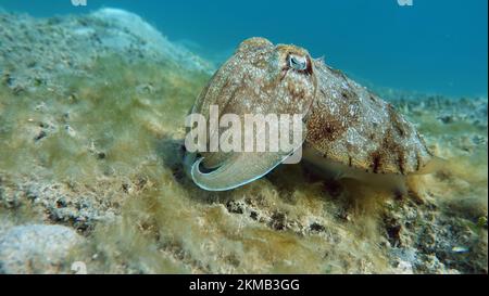 Seppia faraonis. Molluschi, tipo di molluschi. Molluschi testa-piede. Squadra di seppie. Seppie faraone. Foto Stock