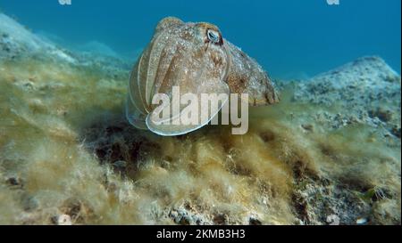 Seppia faraonis. Molluschi, tipo di molluschi. Molluschi testa-piede. Squadra di seppie. Seppie faraone. Foto Stock