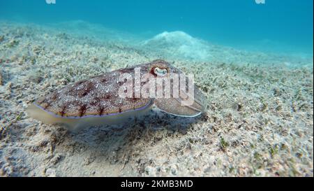 Seppia faraonis. Molluschi, tipo di molluschi. Molluschi testa-piede. Squadra di seppie. Seppie faraone. Foto Stock