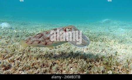 Seppia faraonis. Molluschi, tipo di molluschi. Molluschi testa-piede. Squadra di seppie. Seppie faraone. Foto Stock