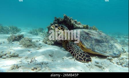 Tartaruga di mare di Hawksbill (specie CR) tartaruga di Hawksbill - Eretmochelys imbricata. Foto Stock