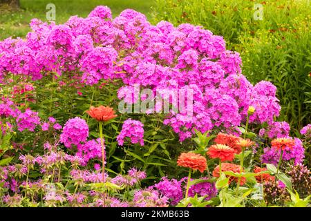 Rosa, giardino Phlox paniculata, rosa phloxes zinnia letto di fiori Foto Stock