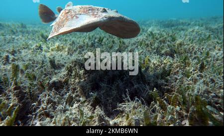 Razze. Leopard Electric Stingray - questa stingray elettrica cresce fino a 100 cm e si nutre di pesci e abitanti del fondo. Foto Stock