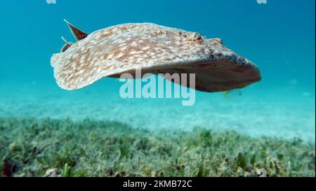 Razze. Leopard Electric Stingray - questa stingray elettrica cresce fino a 100 cm e si nutre di pesci e abitanti del fondo. Foto Stock