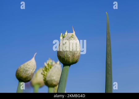l'aglio fiorisce in estate, ottenendo semi per una nuova raccolta di aglio Foto Stock