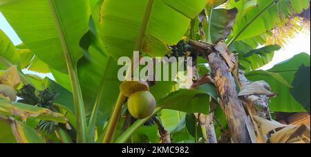 alberi verdi di piante di cocco, banane e platani in natura Foto Stock