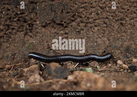 Il macrospo di un ommatoiulus moreleti che si muove sulle pietre di un terreno Foto Stock