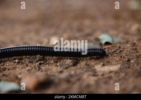 Il macrospo di un ommatoiulus moreleti che si muove sul terreno Foto Stock