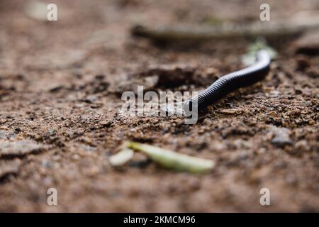 Il macrospo di un ommatoiulus moreleti che si muove sul terreno Foto Stock