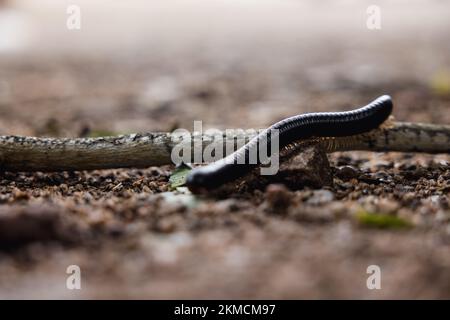 Il macro scatto di un ommatoiulus moreleti che sale sul ramo Foto Stock