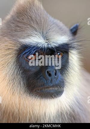 Hanuman Langur (Semnopithecus entellus) primo piano della testa adulta dello Sri Lanka Dicembre Foto Stock