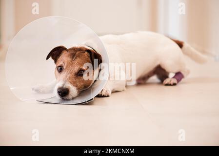 Doggy con zampa ferita in bende. Il cane ha bisogno del cono del collare del vet per arrestare leccatura e la ferita di gnawing Foto Stock