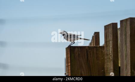 Primo piano di un vagone con dorso nero, Motacilla alba luga su una recinzione di legno Foto Stock