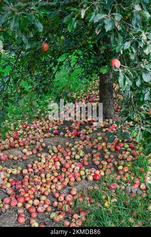 Mele di sidro di vento mature vicino al sidro di Burrow Hill sui livelli del Somerset Foto Stock