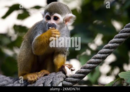 Dolce piccola scimmia seduta sulla corda mangiare un piccolo pezzo di cibo come carino umano come mammifero animale ritratto Foto Stock