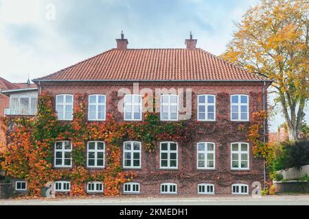 Bella casa di tenement cresciuto con edera selvatica in autunno Danimarca Foto Stock