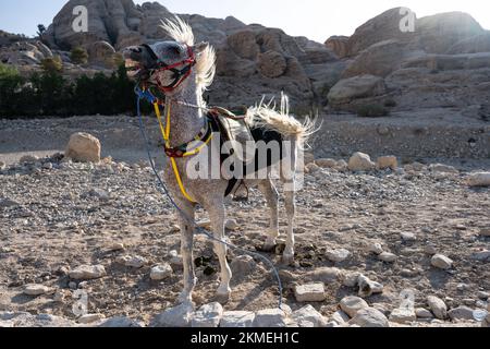 Cavallo Bianco Arabo, chiamato anche Grigio o Grigio a Petra, vicino a Wadi Musa, Giordania Foto Stock