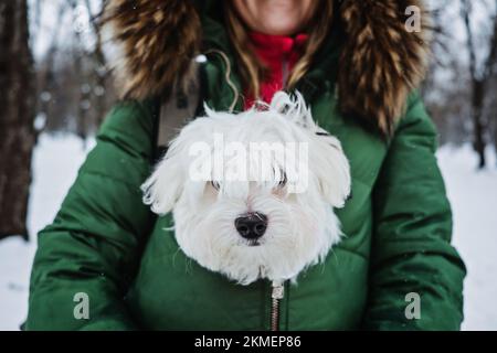 Cura degli animali domestici nella stagione fredda invernale. Donna che scalda il cane maltese nella giacca. Donna senza volto e carino cane a piedi, divertirsi all'aperto in inverno nevoso Foto Stock