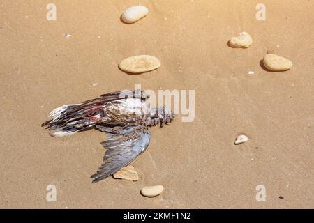 Uccello morto su una spiaggia di sabbia con rocce Foto Stock