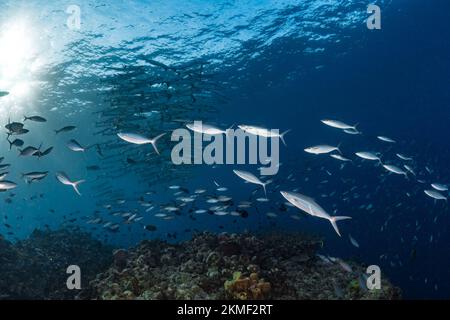 Scuola di pesce tropicale sopra la barriera corallina tropicale Foto Stock
