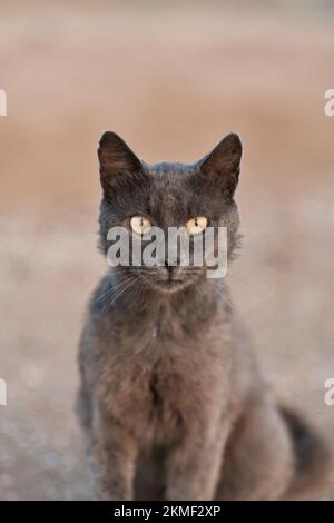 Gatto nero guardando la macchina fotografica sulla spiaggia al tramonto. Foto di alta qualità. Foto Stock