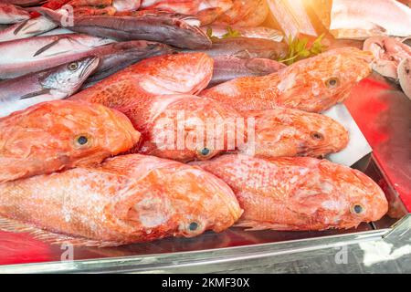 Scorpaena scrofa pesce fresco mediterraneo sul mercato Foto Stock