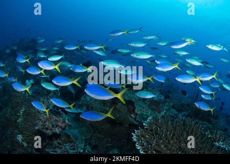 Scuola di pesce tropicale sopra la barriera corallina tropicale Foto Stock