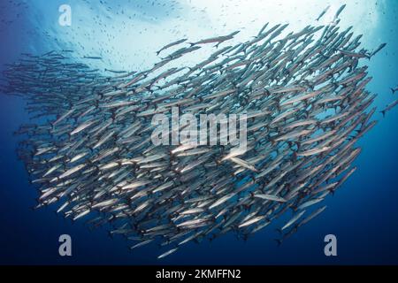 Barracuda scuola sopra la barriera corallina Foto Stock