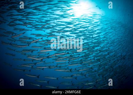 Barracuda scuola sopra la barriera corallina Foto Stock