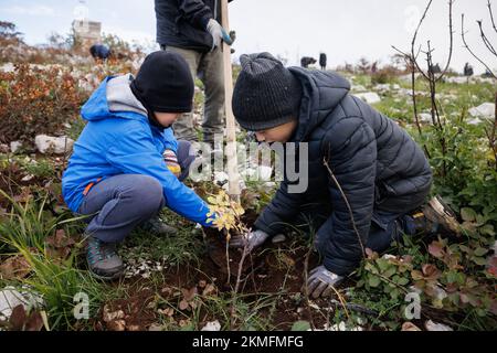 Cerje, Slovenia. 26th Nov 2022. I bambini piantano alberi nuovi durante il primo dei numerosi eventi di rimboschimento di massa che si svolgono nella regione carsica della Slovenia. Le foreste della regione sono gravemente danneggiate dopo un grande incendio che ha bruciato circa 3500 ettari di terreno nel mese di luglio. Oltre 800 volontari, giovani e anziani, hanno partecipato all'evento di piantare alberi nuovi. (Credit Image: © Luka Dakskobler/SOPA Images via ZUMA Press Wire) Foto Stock