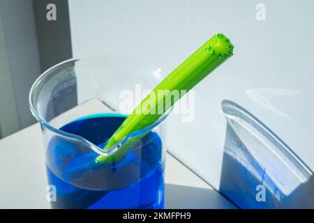 Un gambo tagliato di sedano viene posto in un bicchiere con liquido di colore blu e mostra che il liquido viene aspirato per azione capillare. Dimostrazione in biologia Foto Stock