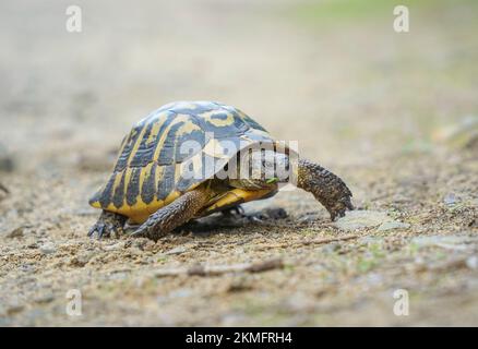 La tartaruga di Hermann che attraversa un sentiero, Minorca, Isole Baleari, Spagna. Foto Stock