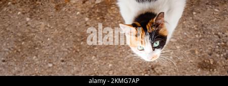 Un gattino bello su una strada della città, primo piano in tempo soleggiato.giovane gattino tricolore lanuginoso. Adorabile bianco-rosso, nero cat.problem di animali randagi Foto Stock