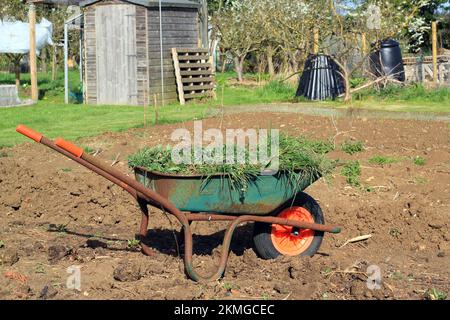 Carriola piena di erbacce in piedi su terreno coltivato. Foto Stock