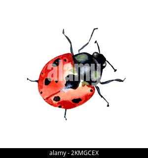 Ladybug rosso colorato carino uno schizzo acquerello Foto Stock