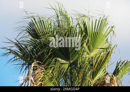 Palma fan messicana, washingtonia messicana, Mexikanische Washingtonpalme, palmier jupon du Mexique, Washingtonia robusta, mexikói Washington-pálma, Creta Foto Stock