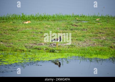 Primo piano di un lapwing decorato (Vanellus indicus) sulla riva di un fiume Foto Stock