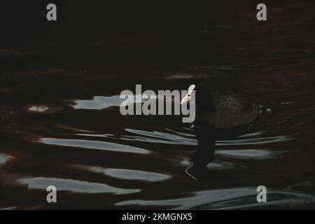 Primo piano di uccelli acquatici Eurasian Coot Fulica ATRA nuoto nel lago Foto Stock