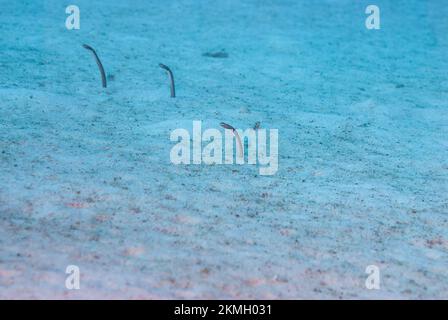 Anguille da giardino subacquee che attaccano la testa dalla sabbia Foto Stock