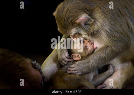 Ritratto di una scimmia Rhesus Macaque bambino nelle braccia della madre bere latte della madre così carino e adorabile. Foto Stock