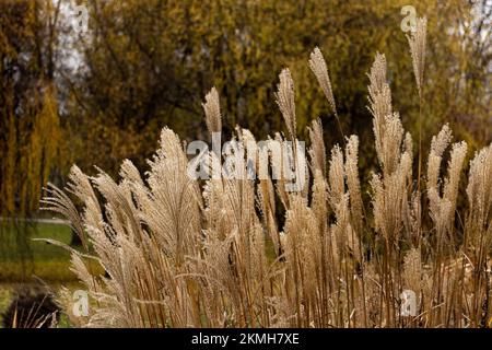 Primo piano della canna che cresce lungo il lago Foto Stock