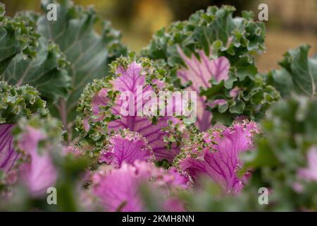 Kale ornamentale viola brillante in primo piano Foto Stock