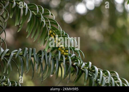 Primo piano di rami di abete rosso con frutti verdi Foto Stock