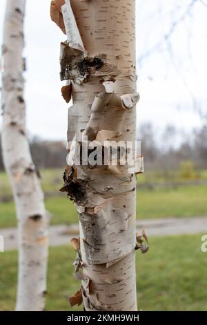 Primo piano di un giovane albero di betulla con la corteccia che esce Foto Stock