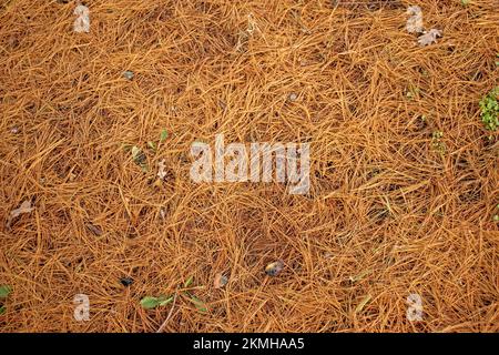 Primo piano degli aghi caduti di abete rosso Foto Stock