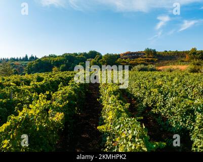 Vigneti siciliani con eruzione del vulcano Etna sullo sfondo in Sicilia, Italia Foto Stock