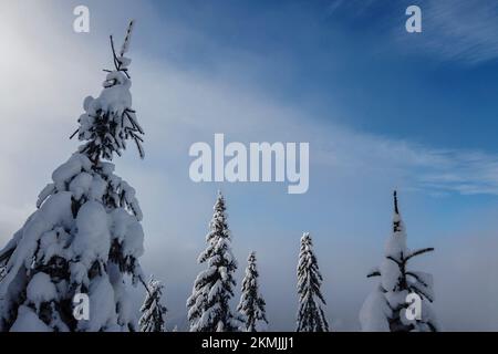 Le cime degli abeti e degli abeti sono ricoperte di neve bianca e soffice nella foresta d'inverno contro un cielo blu Foto Stock